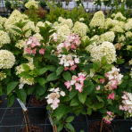 Hortenzia metlinatá (Hydrangea paniculata) ‘Magical Fire’ - výška 90-100 cm, kont. C10L - NA KMIENKU